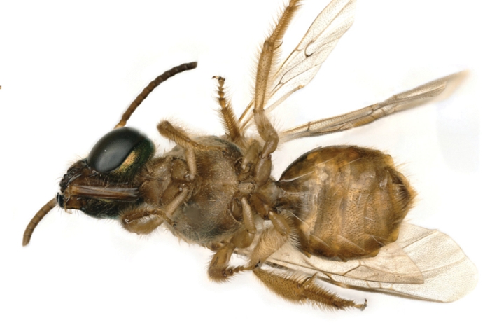 Виявили живу бджолу, яка є самкою і самцем водночас