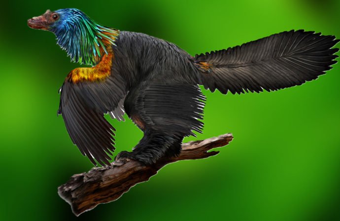 Відкрито різновид динозаврів, які мали пір’я кольорів веселки