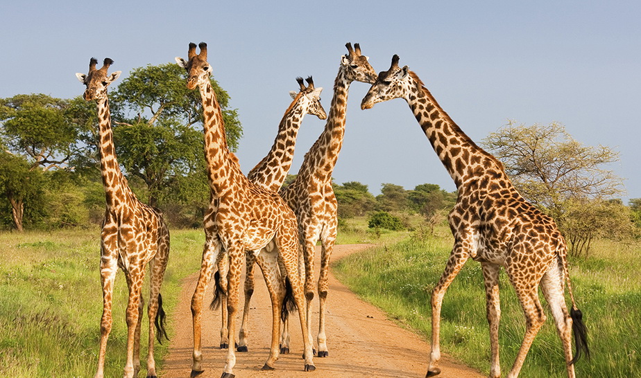 giraffes6