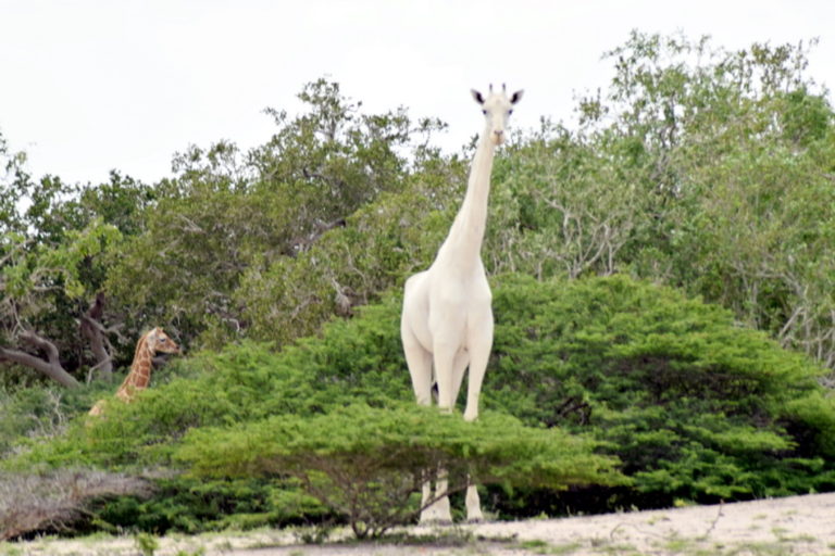 В Африці виявили сніжно-білих жирафів (ФОТО, ВІДЕО)