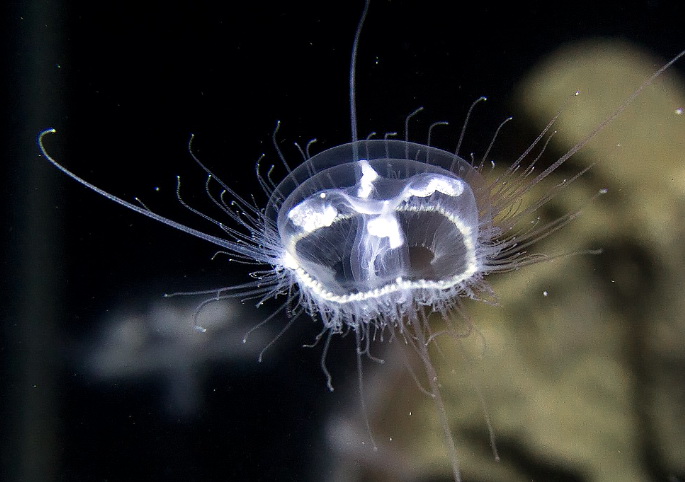 Через катастрофічний стан Дніпра під Києвом розвелись медузи (ФОТО)