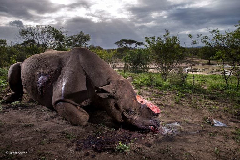 Знімок жорстоко вбитого носорога – найкраще фото дикої природи у 2017 році (+16 ФОТО)