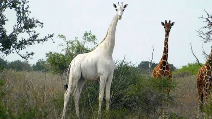 У світі залишився лише один білий жираф