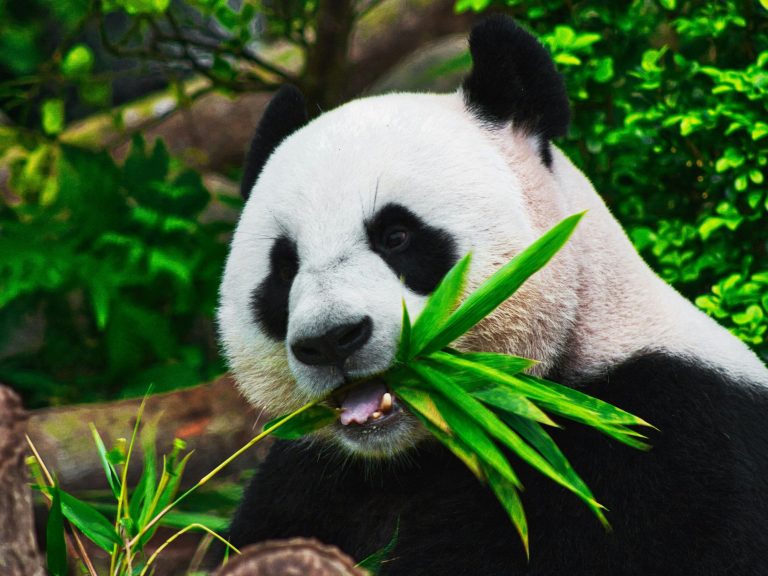 Android Studio Panda 455